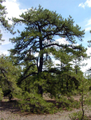 Pitch Pine